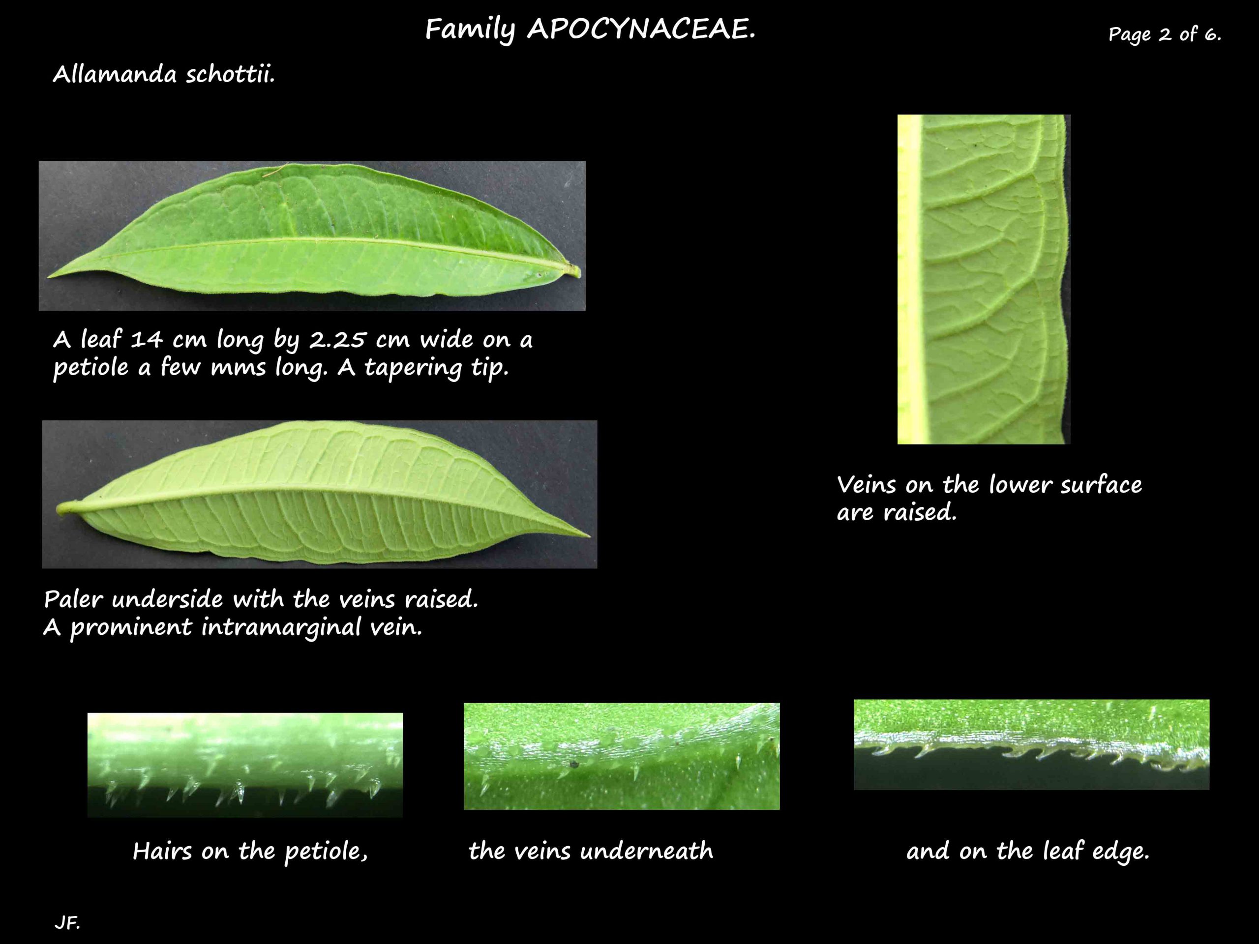 2 Allamanda schottii leaves & leaf hairs